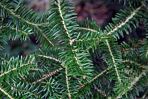 ABIES_FIRMA_JAPANESE_FIR