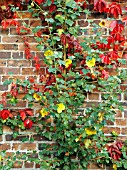 FREMONTODENDRON CALIFORNICUM WITH PARTHENOCISSUS QUINQUEFOLIA