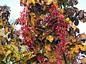 PARTHENOCISSUS QUINQUEFOLIA GROWING OVER MAGNOLIA