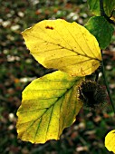 FAGUS SYLVATICA (BEECH)