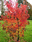 LIQUIDAMBAR STYRACIFLUA WORPLESDON (SWEET GUM)