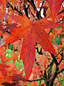 LIQUIDAMBAR STYRACIFLUA WORPLESDON (SWEET GUM)