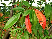 PHOTINIA DAVIDIANA