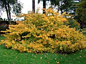 PARROTIA PERSICA (PERSIAN IRONWOOD)