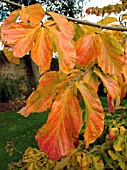 PARROTIA PERSICA (PERSIAN IRONWOOD)