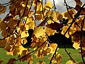 LIRIODENDRON TULIPIFERA (TULIP TREE)