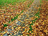 FALLEN LEAVES (AUTUMN)