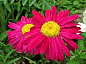 TANACETUM COCCINEUM ROBINSONS RED