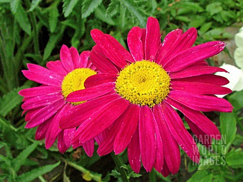 TANACETUM_COCCINEUM_ROBINSONS_RED