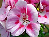 PELARGONIUM AMERICANA LIGHT PINK SPLASH