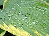 WATER ON HOSTA AUREA MARGINATA