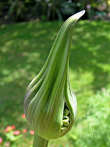 BUD_OF_AGAPANTHUS_GLENHAVEN_AFRICAN_LILY