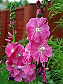 SIDALCEA ROSEANNA (PRAIRIE MALLOW)