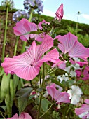 LAVATERA TRIMESTRIS (TREE MALLOW)