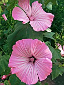 LAVATERA TRIMESTRIS (TREE MALLOW)