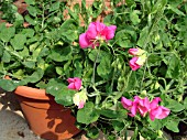 LATHYRUS IN CONTAINER (SWEET PEA)