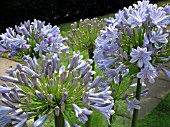 AGAPANTHUS GLENHAVEN (AFRICAN LILY)