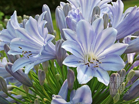 AGAPANTHUS_GLENHAVEN_AFRICAN_LILY