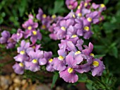 NEMESIA SUGAR PLUM