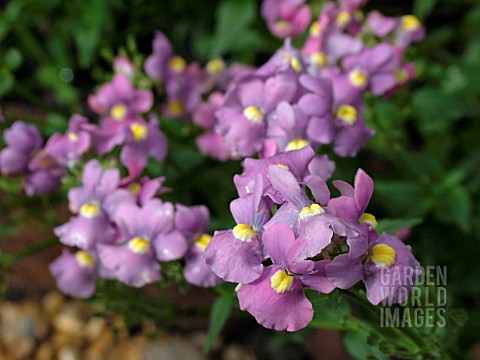 NEMESIA_SUGAR_PLUM