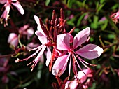 GAURA PASSIONATE PINK