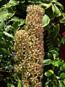 EUCOMIS AFRICAN QUEEN (PINEAPPLE LILY)