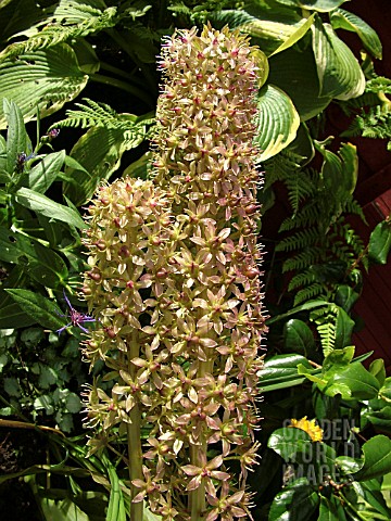 EUCOMIS_AFRICAN_QUEEN_PINEAPPLE_LILY