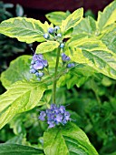 CARYOPTERIS SUMMER SORBET