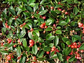 GAULTHERIA PROCUMBENS (WINTERGREEN)