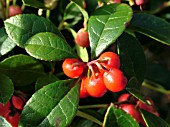 GAULTHERIA PROCUMBENS (WINTERGREEN)