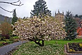 MAGNOLIA SOULANGEANA