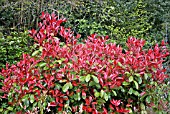 PHOTINIA FRASERI RED ROBIN