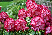 RHODODENDRON PRESIDENT ROOSEVELT