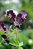 GERANIUM PHAEUM MOURNING WIDOW (DUSKY CRANESBILL)