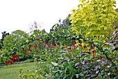 RIBES SPECIOSUM (ORNAMENTAL CURRANT)