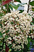 PHOTINIA FRASERI RED ROBIN