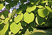 CERCIDIPHYLLUM JAPONICA, (KATSURA TREE)