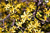 COROKIA COTONEASTER