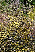 COROKIA COTONEASTER