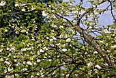 HALESIA (SNOWDROP TREE)