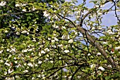 HALESIA (SNOWDROP TREE)