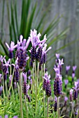 LAVANDULA STOECHAS (FRENCH LAVENDER)