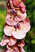 VERBASCUM HELEN JOHNSON (MULLEIN)