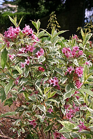 WEIGELA_FLORIDA_AUREOVARIEGATA