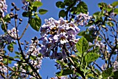 PAULOWNIA TOMENTOSA, (FOXGLOVE TREE)