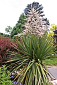 CORDYLINE AUSTRALIS (CABBAGE TREE)