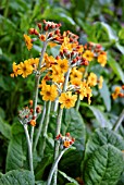 PRIMULA BULLEYANA (CANDELABRA)