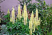 LUPINUS CHANDELIER, (SYN. LUPINUS KRONLEUCHTER)