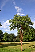 ACER GRISEUM (PAPER BARK MAPLE)