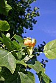 LIRIODENDRON TULIPIFERA (TULIP TREE)